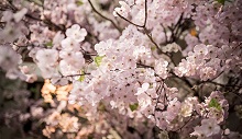 [문화포털 2017년 4월 - 4월의 생색(生色)] 봄과 함께 떠나는 생색여행
